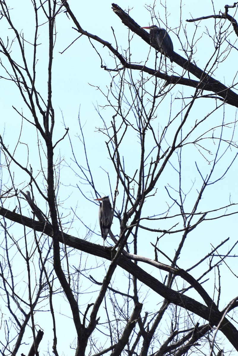 Great Blue Heron - ML54303181