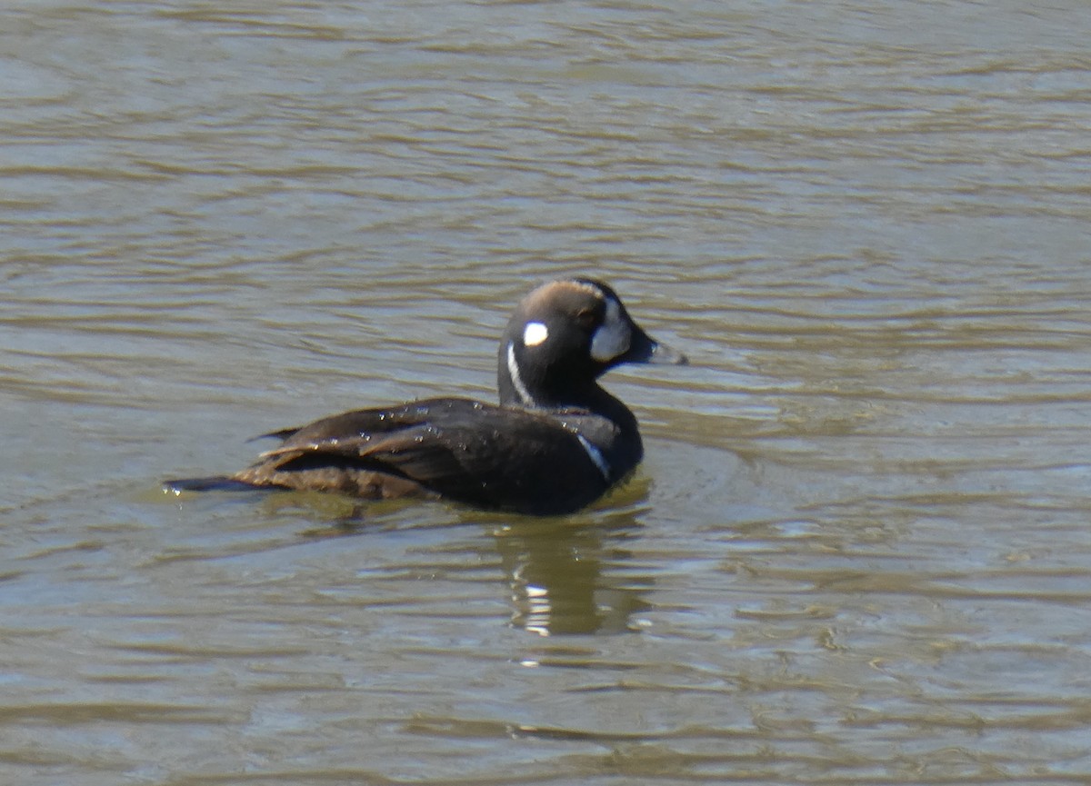 シノリガモ - ML543032271