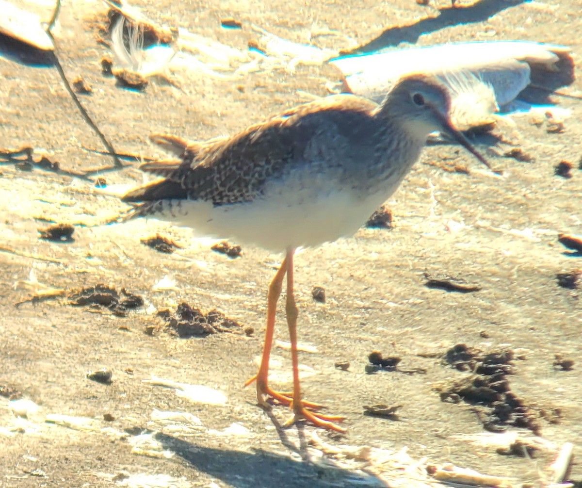Lesser Yellowlegs - Tom Steuter