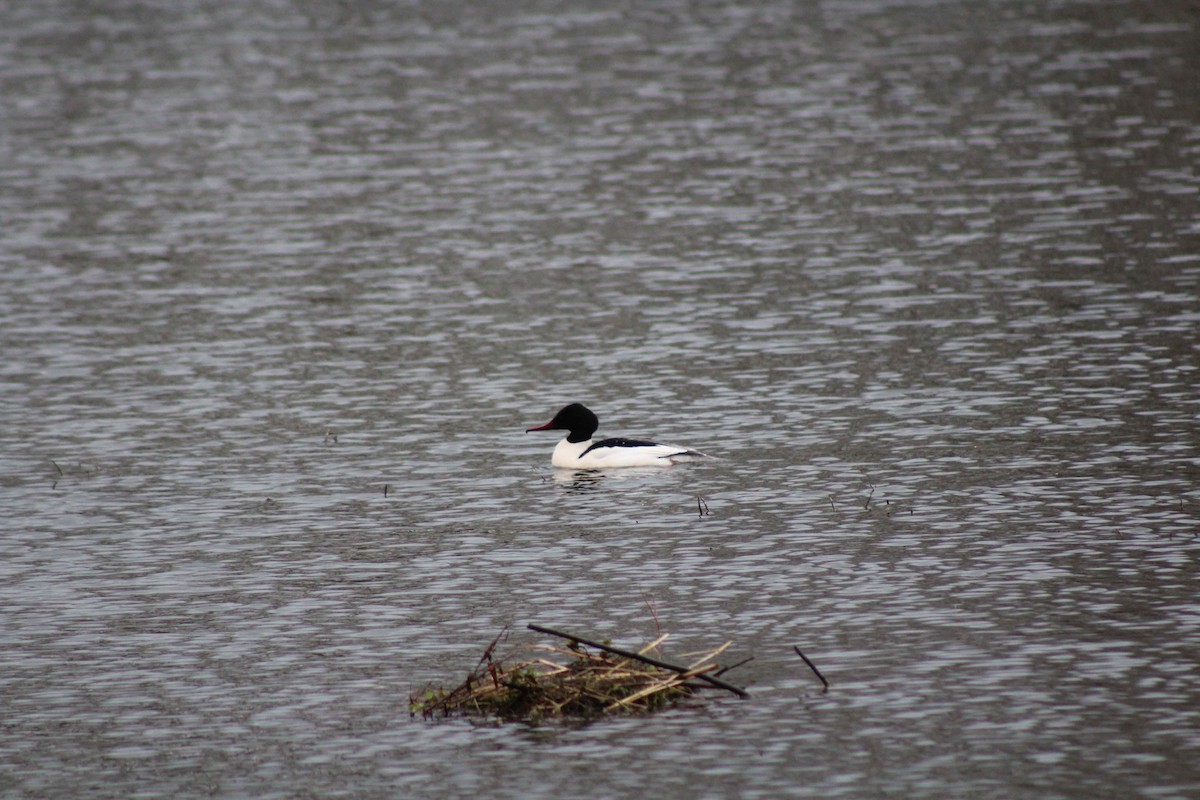 Common Merganser - ML543032451