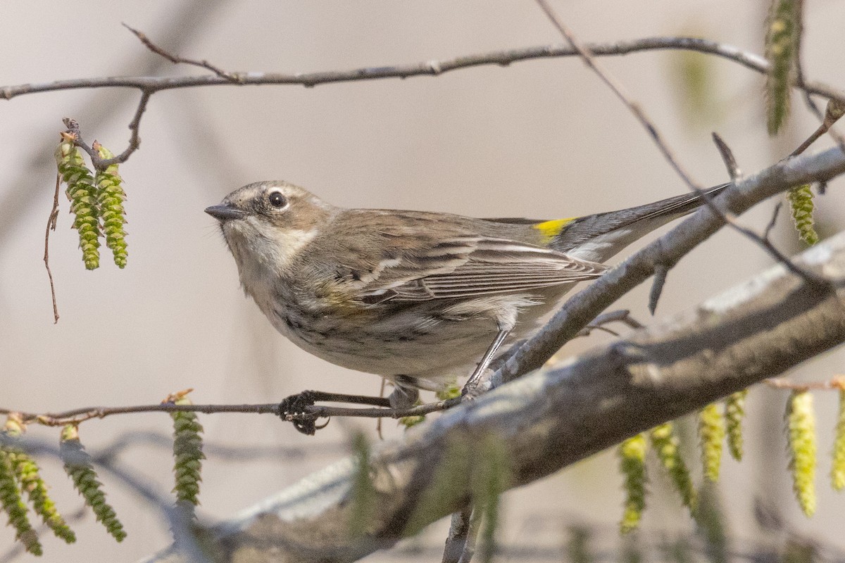 Yellow-rumped Warbler - ML543032511
