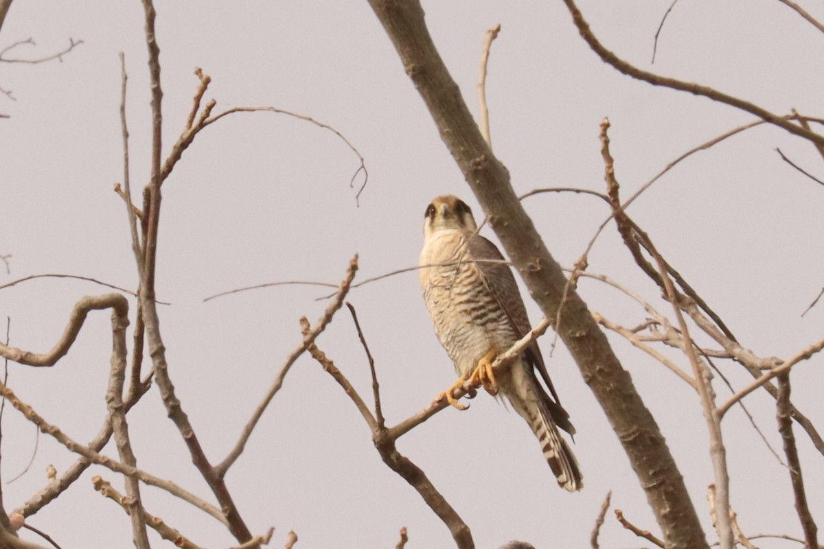 Alcotán Cuellirrojo - ML543032531