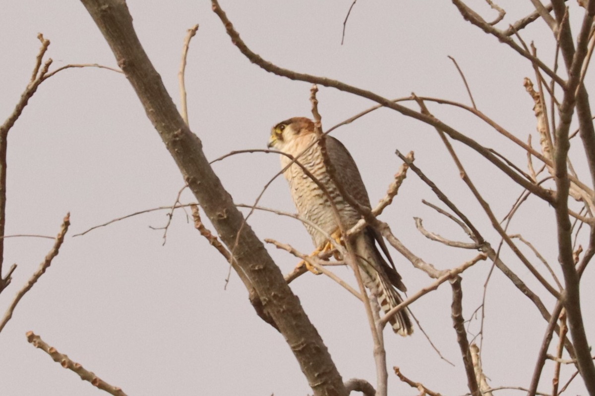 Red-necked Falcon - Jason Estep