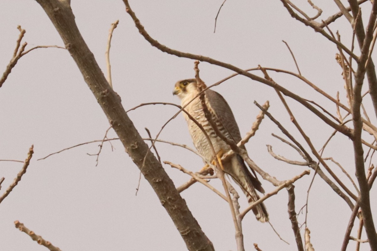 Red-necked Falcon - Jason Estep