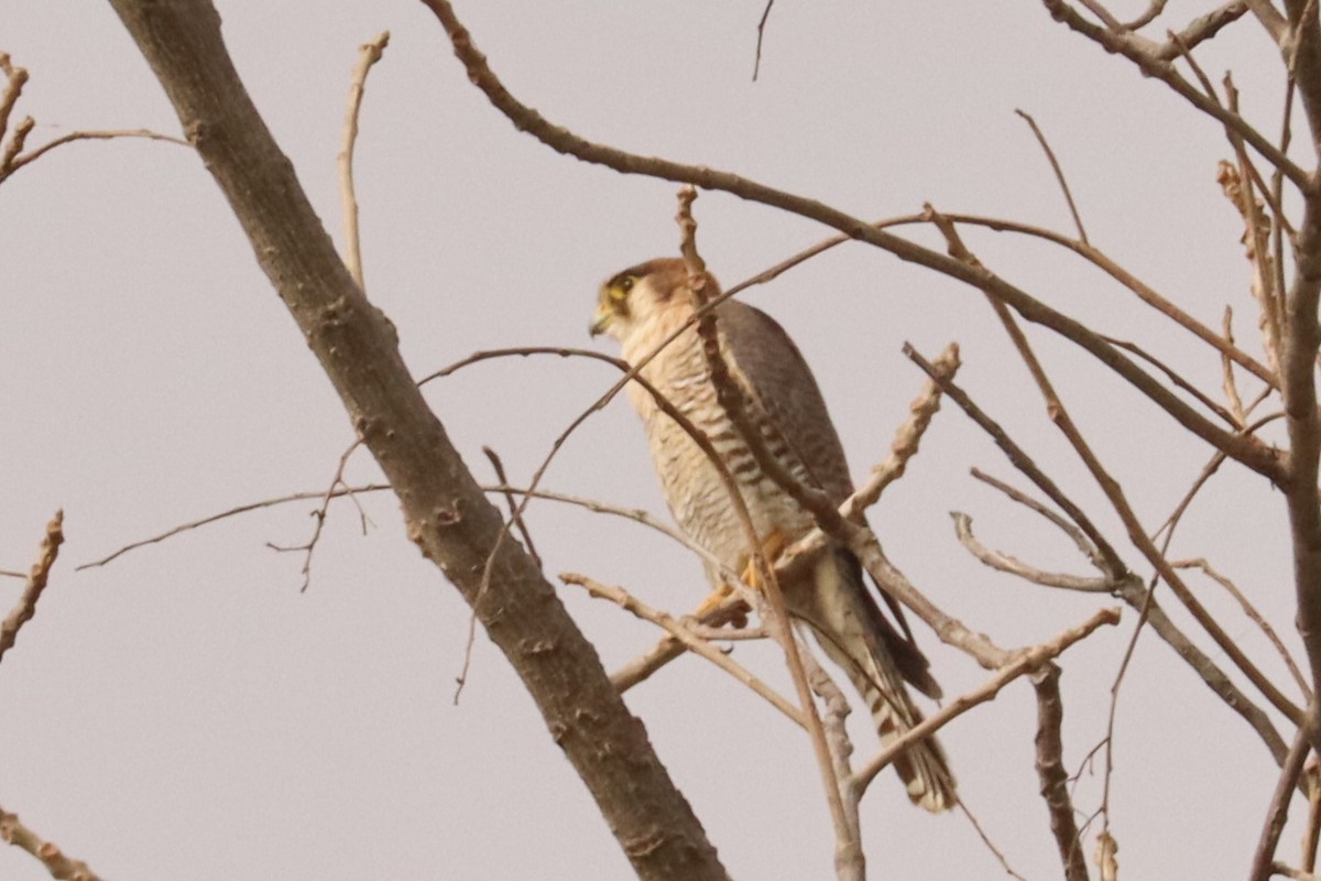 Red-necked Falcon - Jason Estep