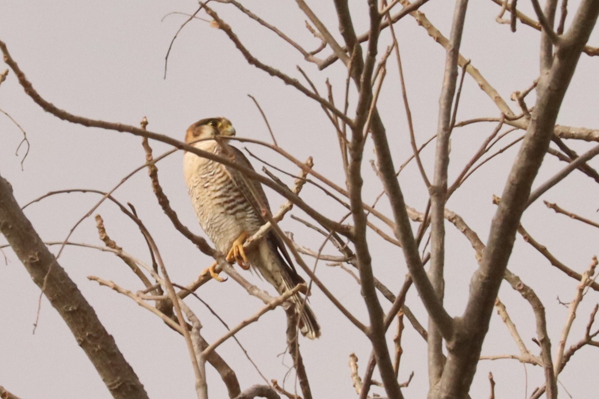 Red-necked Falcon - ML543032571