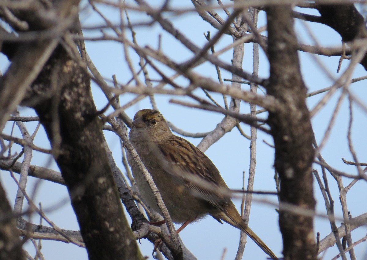 Golden-crowned Sparrow - ML54303391