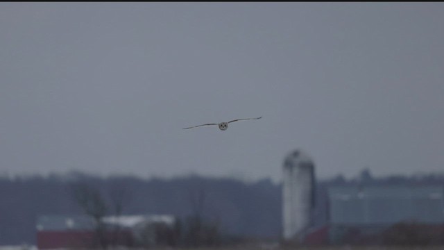 Short-eared Owl (Northern) - ML543034081