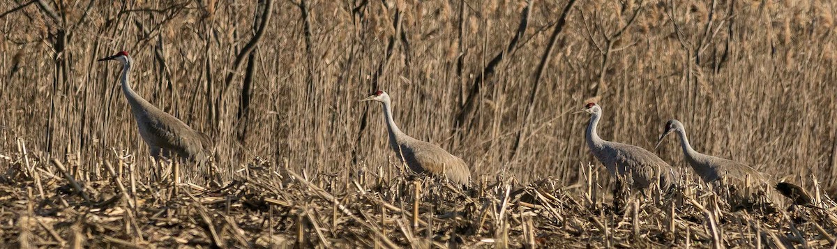 Sandhill Crane - ML54303491