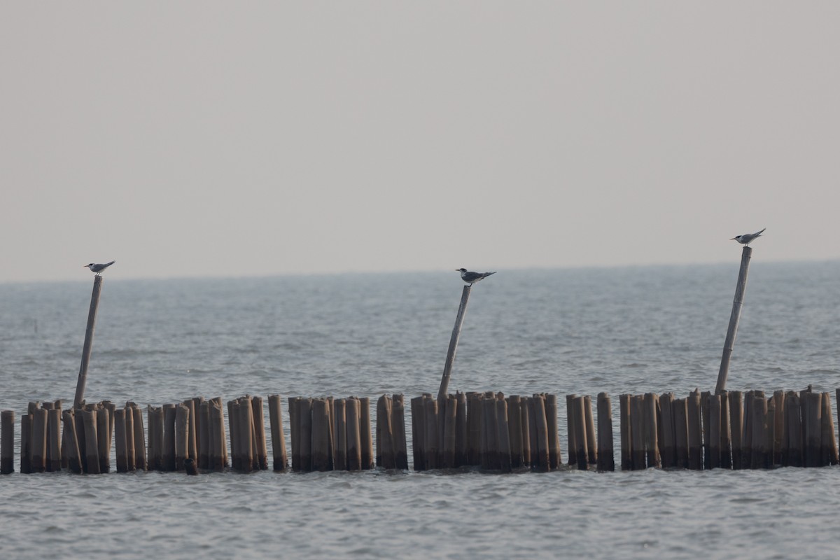 Lesser Crested Tern - Sean Agrodnia