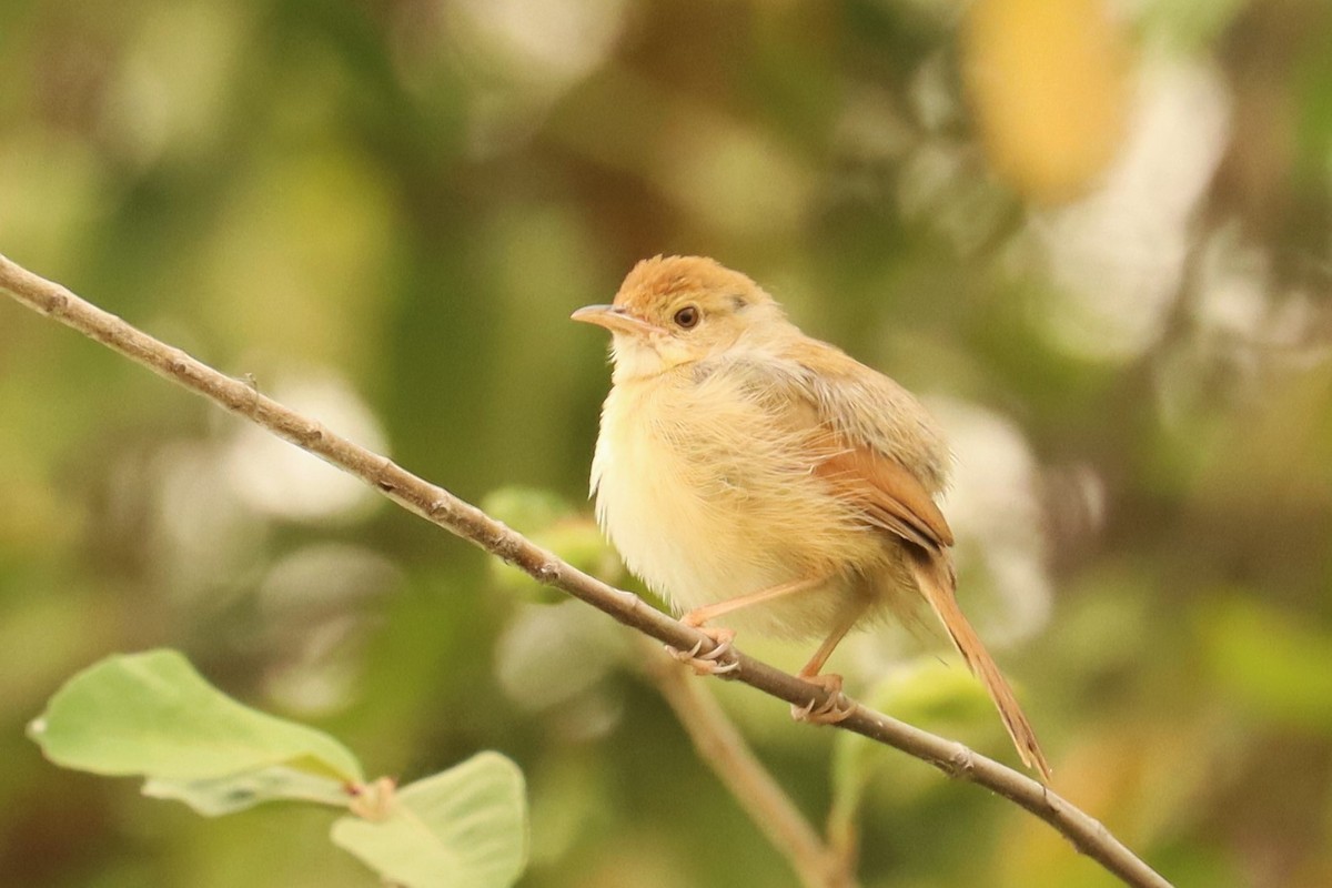 Singing Cisticola - ML543036371