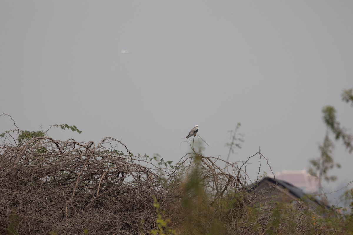 Black-winged Kite - ML543036891