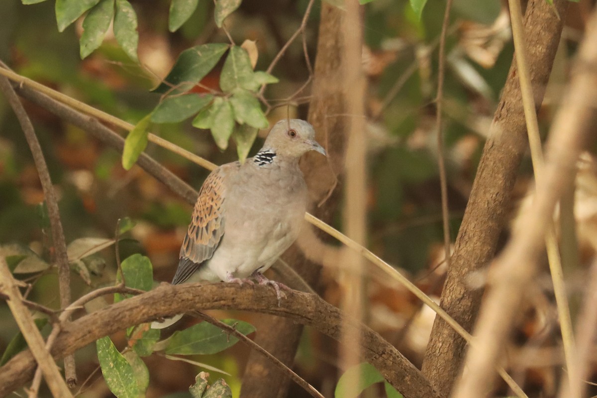 European Turtle-Dove - Jason Estep