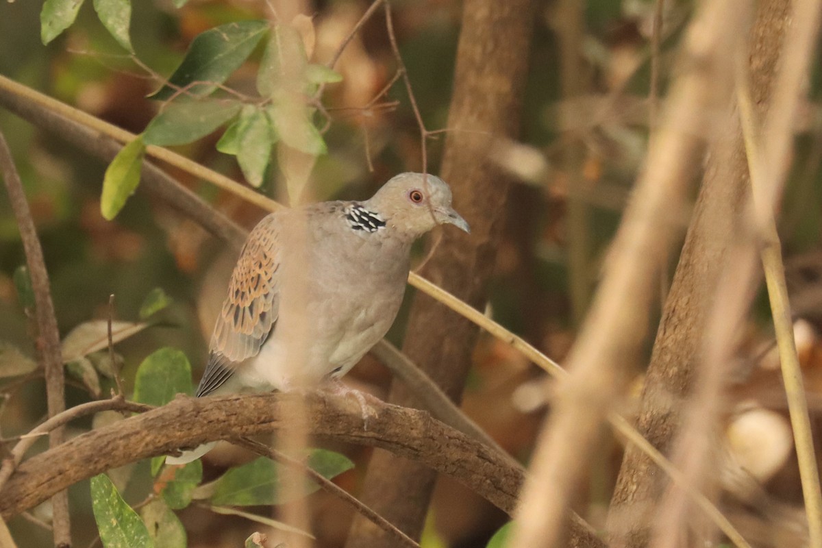 European Turtle-Dove - ML543037261