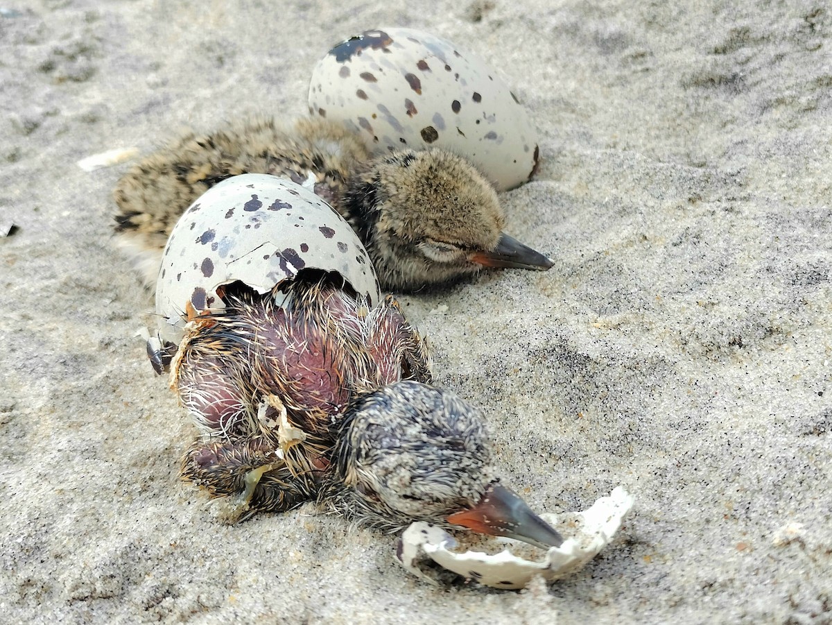 American Oystercatcher - mario balitbit
