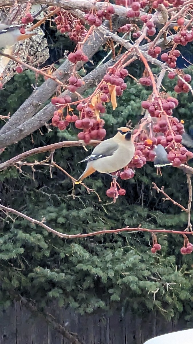 Bohemian Waxwing - ML543038731