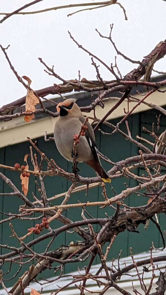 Bohemian Waxwing - ML543038781