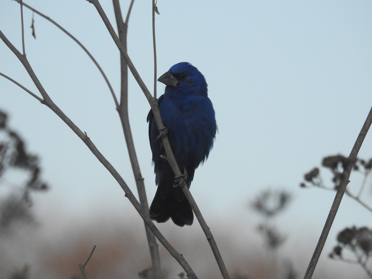 Blue Grosbeak - ML543038801