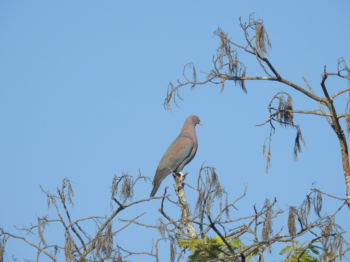 Red-billed Pigeon - ML543038911