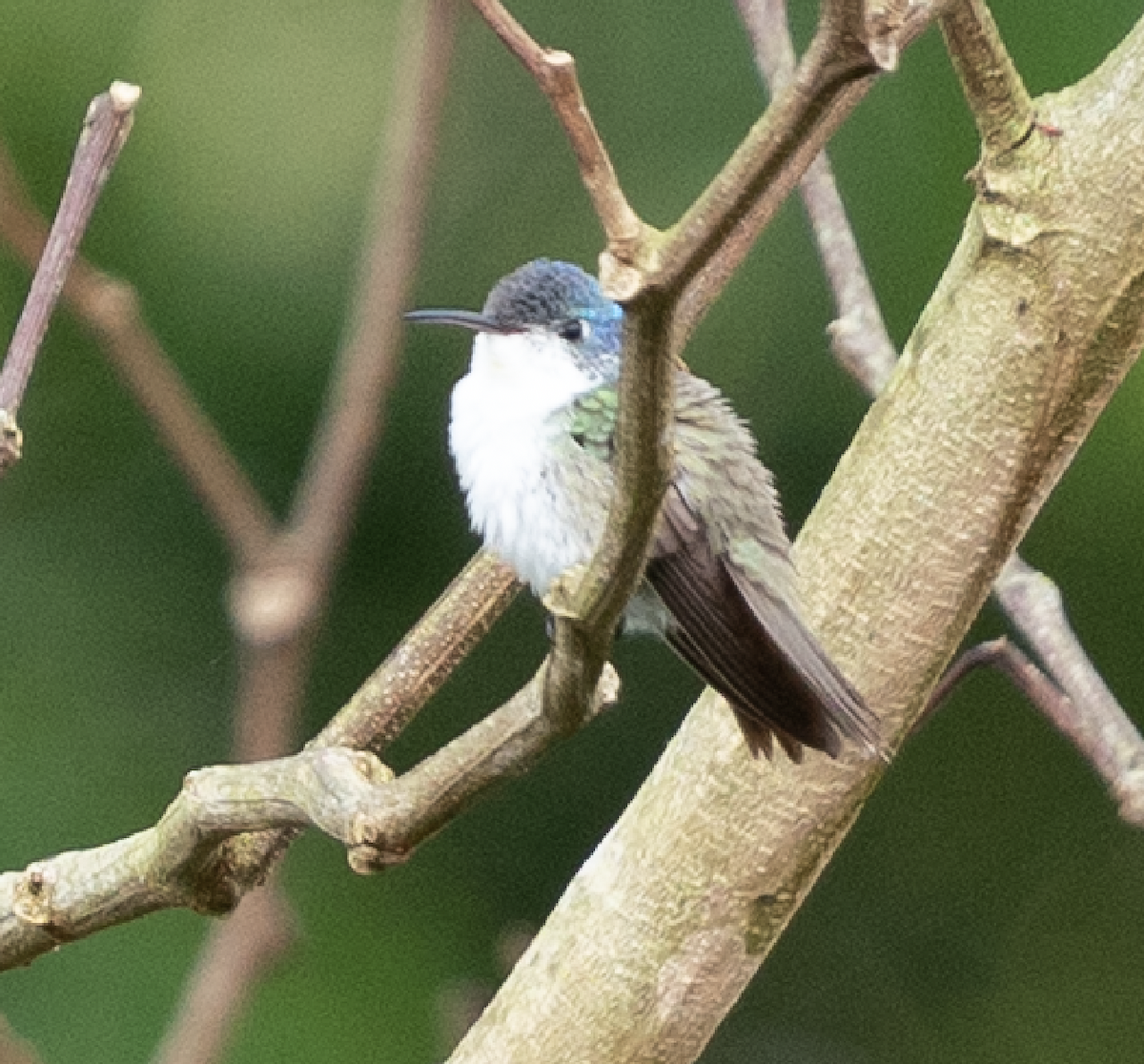 kolibřík andský - ML543039201
