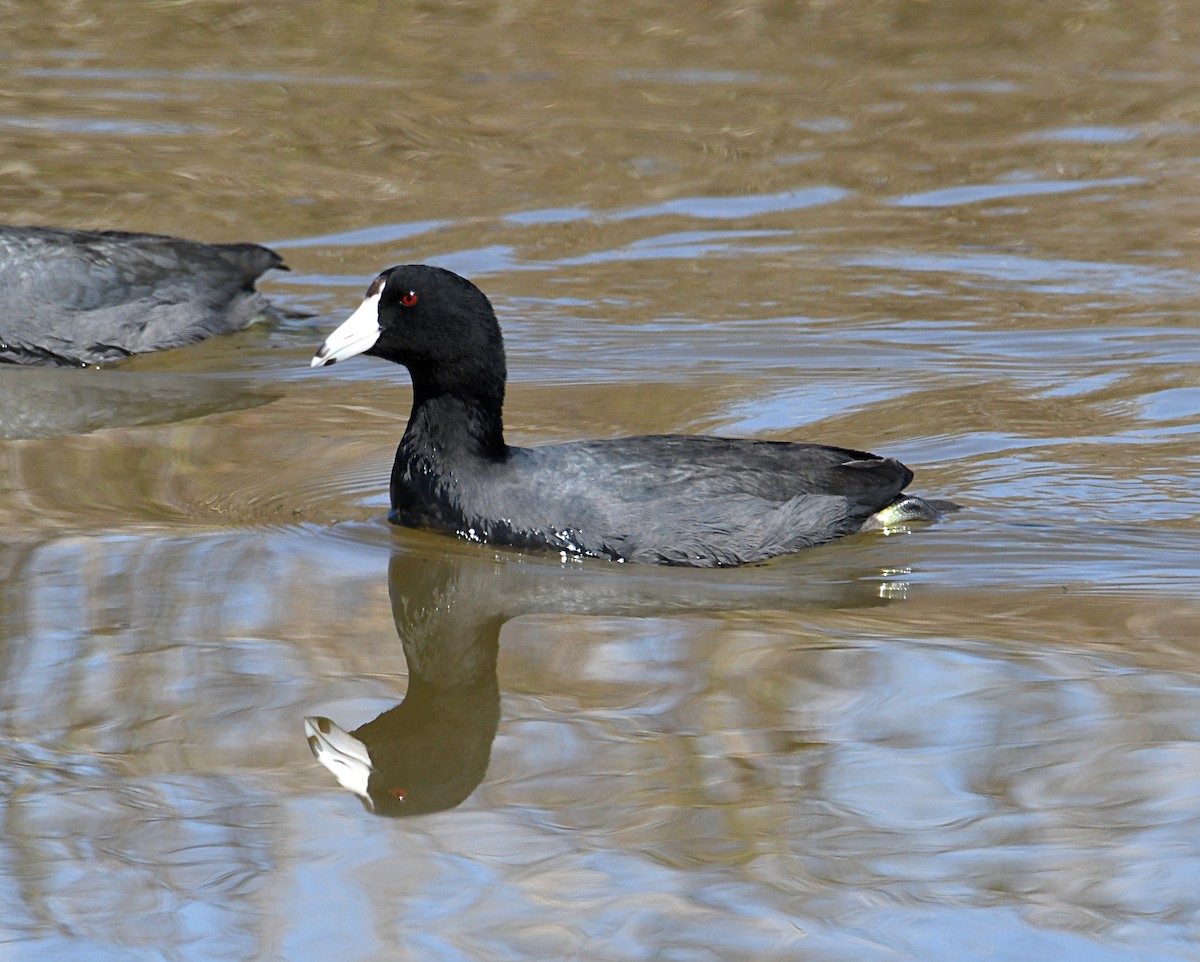 American Coot (Red-shielded) - ML543039261
