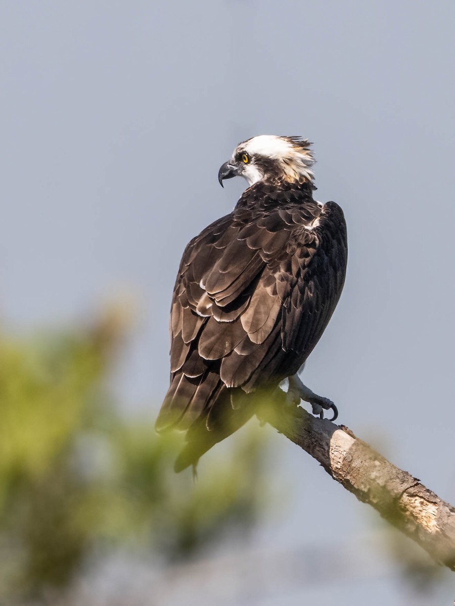 Osprey - ML543039771