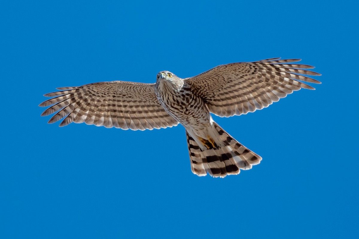 Sharp-shinned Hawk - William Kelley