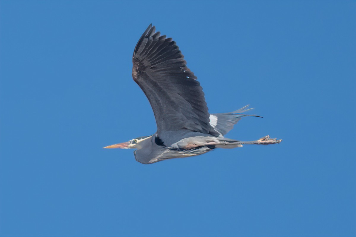 Great Blue Heron - William Kelley