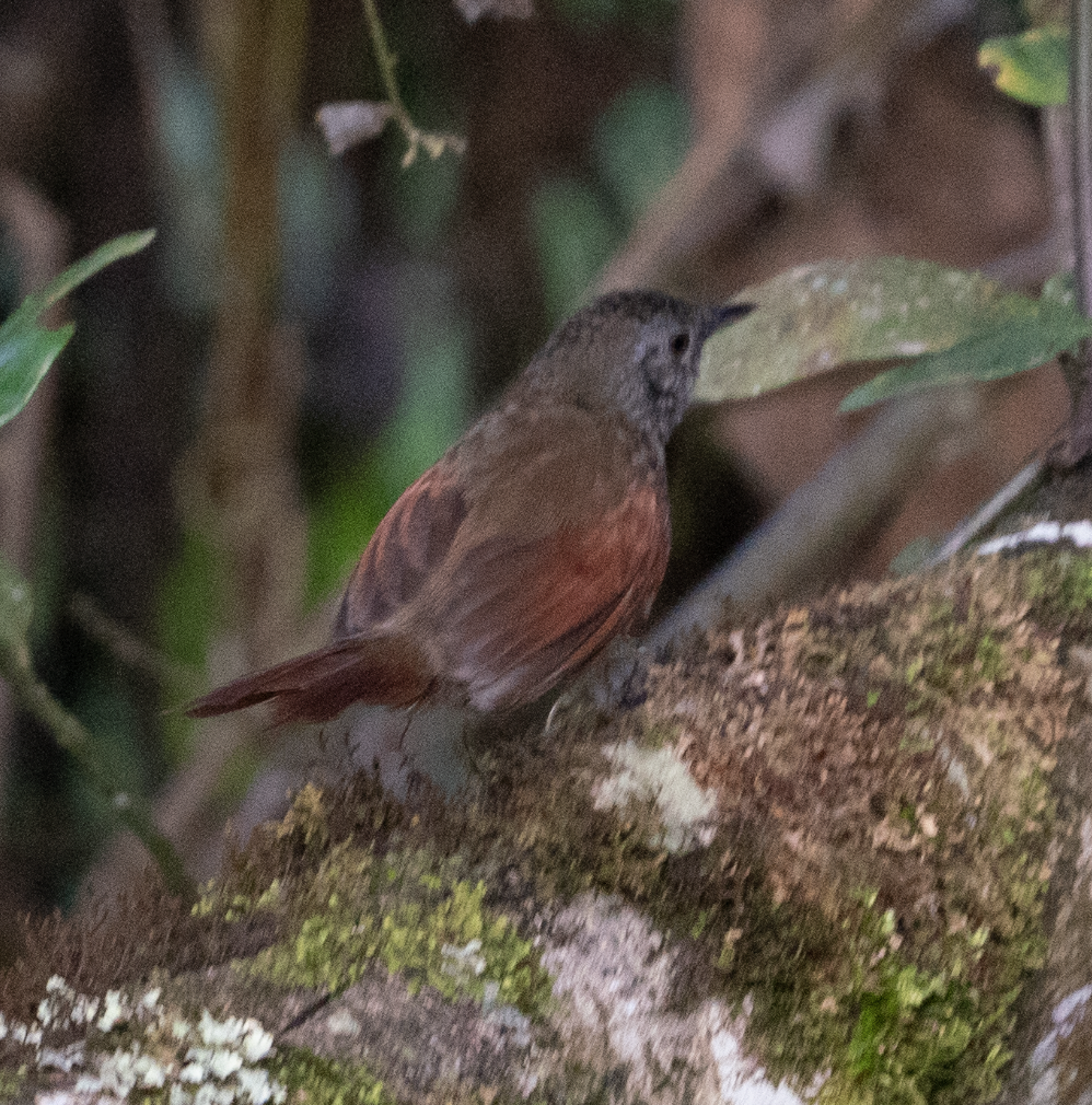 Marañon Spinetail - ML543040991