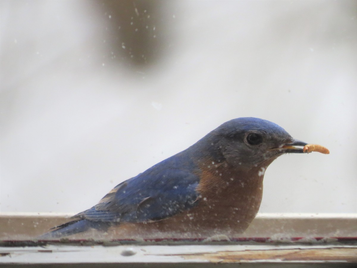 Eastern Bluebird - ML543041551