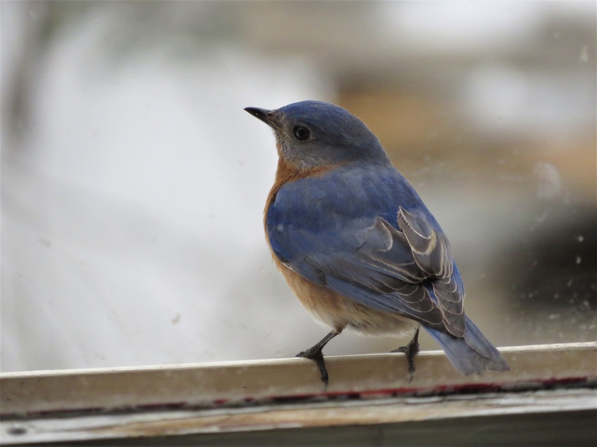 Eastern Bluebird - ML543041861