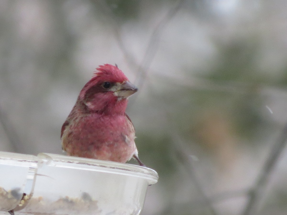 Purple Finch - ML543042721