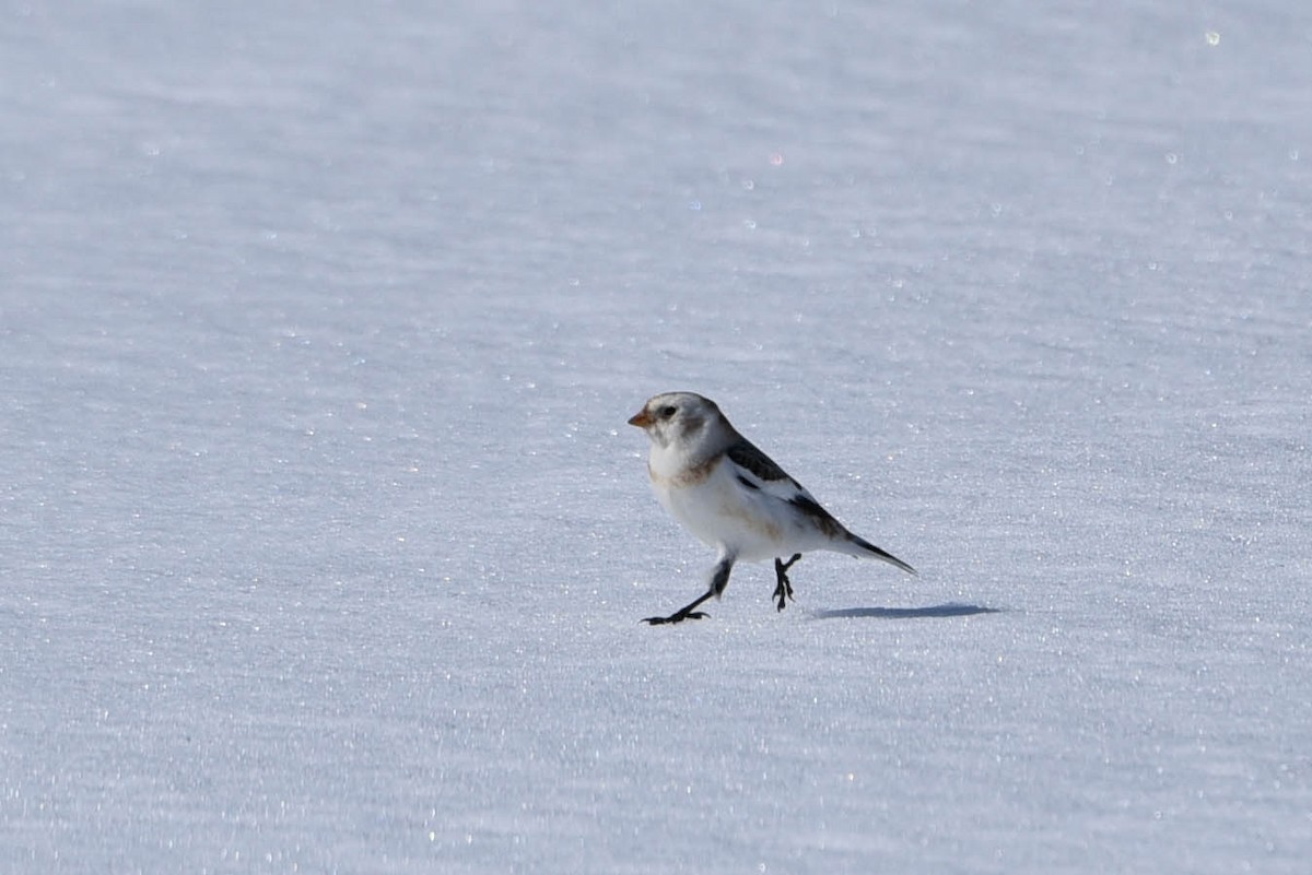 Snow Bunting - Andrea Heine