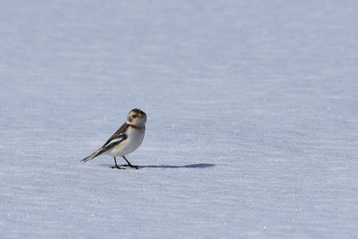 Snow Bunting - ML543042931