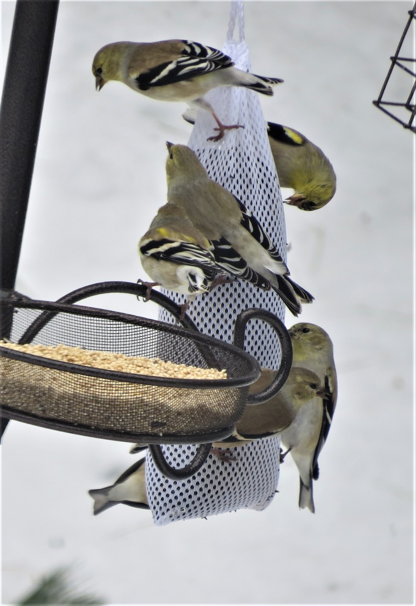 American Goldfinch - ML543043171