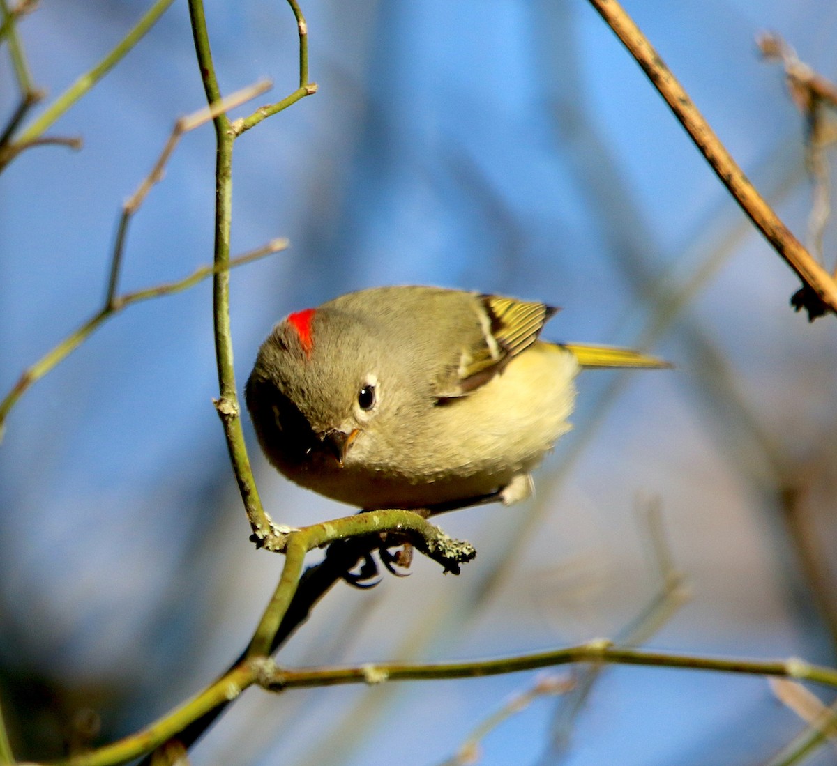 Ruby-crowned Kinglet - ML543043921