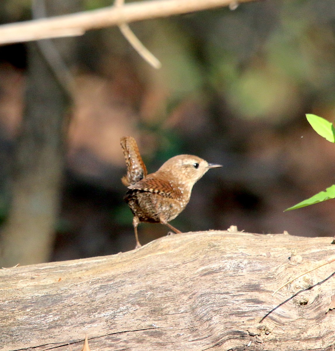 Winter Wren - ML543043981