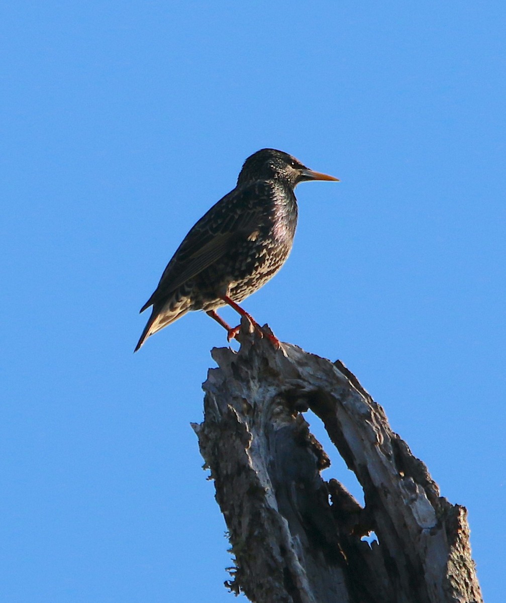 歐洲椋鳥 - ML543044051