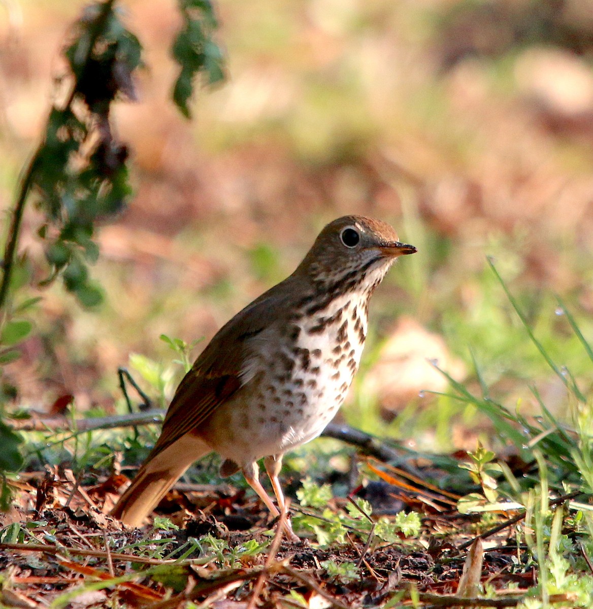 Hermit Thrush - ML543044241