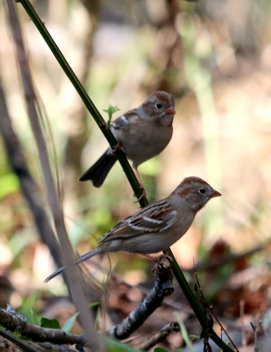 Field Sparrow - ML543044361