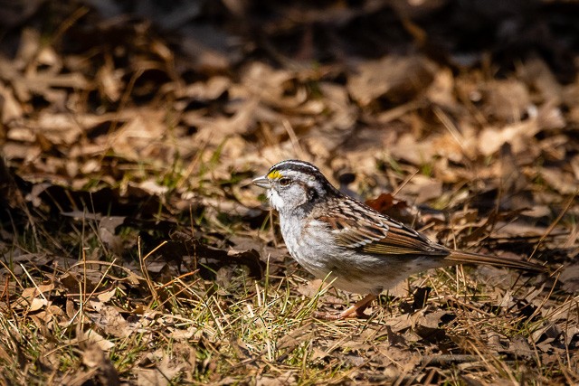 White-throated Sparrow - ML543044741