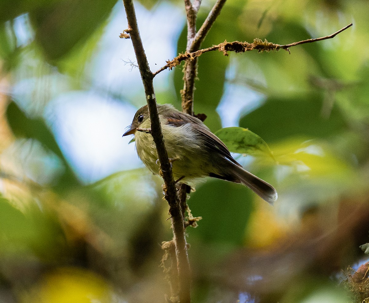 Orange-banded Flycatcher - ML543045761