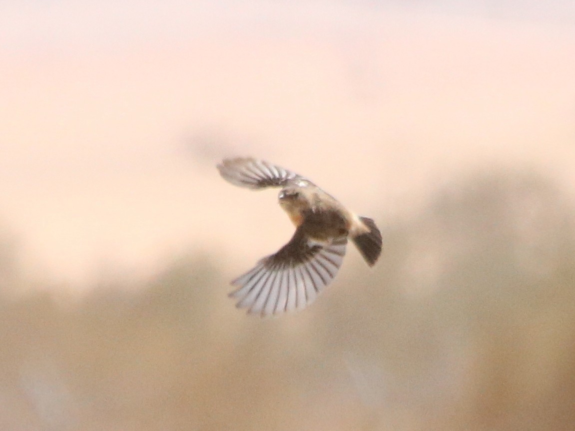 Siberian Stonechat - ML543046151