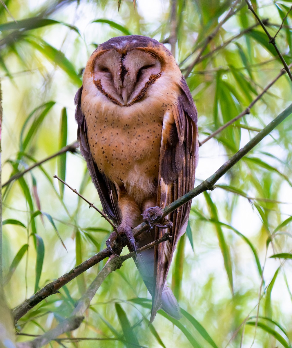 Barn Owl - ML543046411