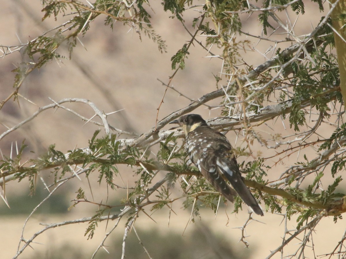 Great Spotted Cuckoo - Maksymilian Bojarowski