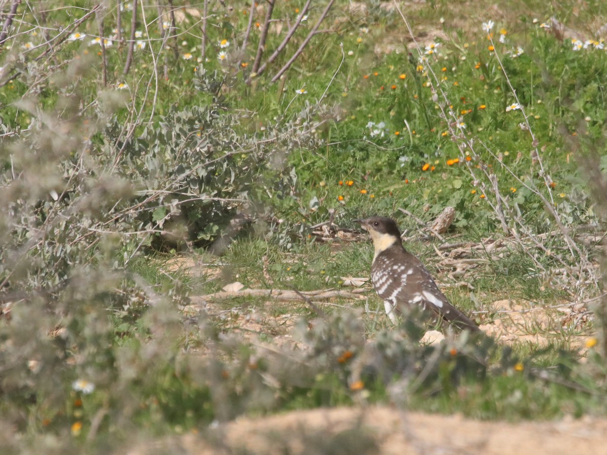 Great Spotted Cuckoo - ML543048861