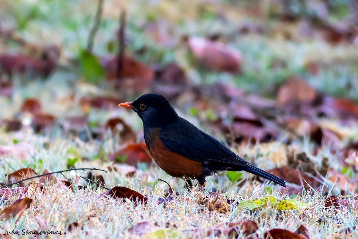 La Selle Thrush - Juan Sangiovanni