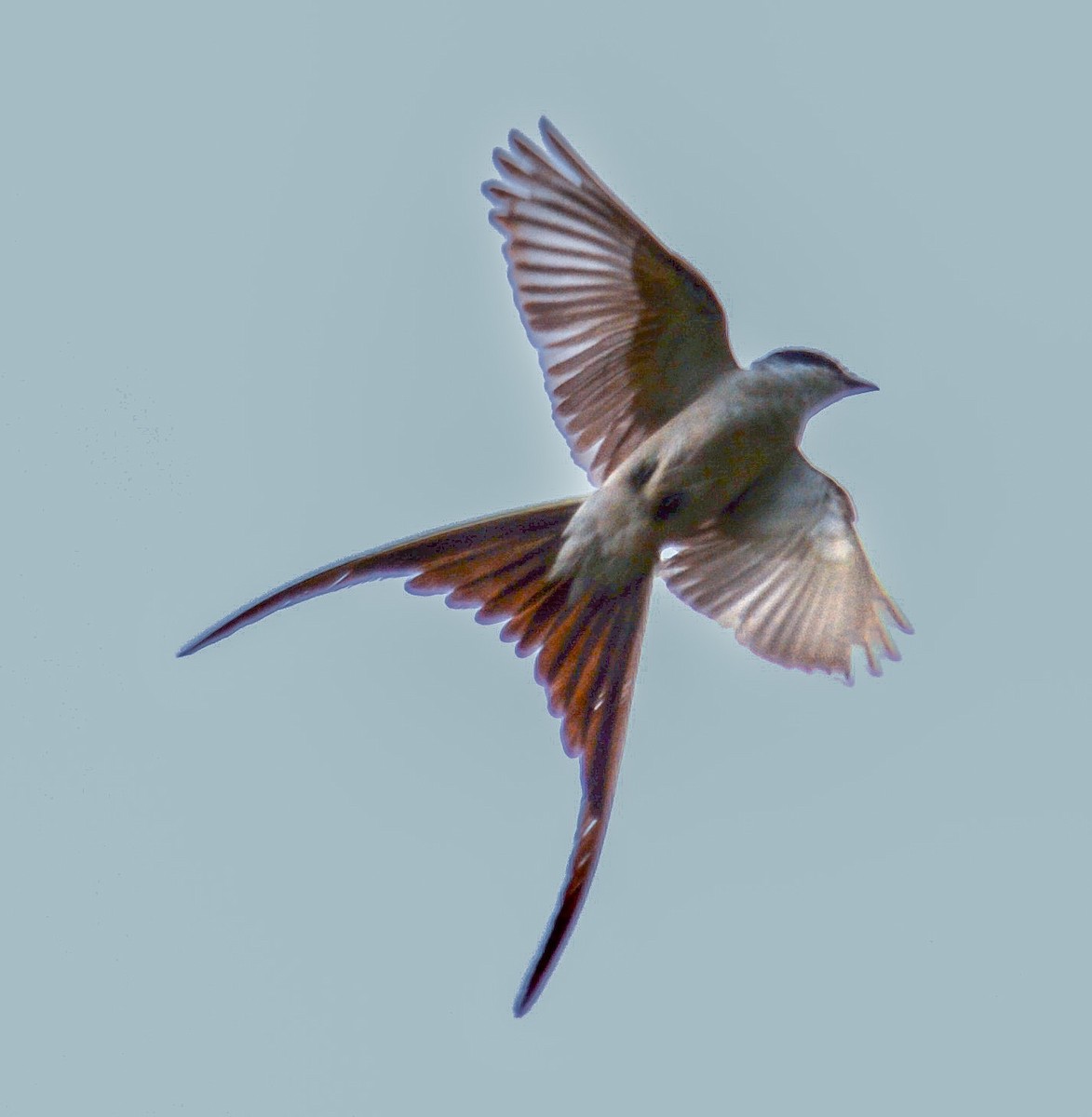 Fork-tailed Flycatcher - ML543049661