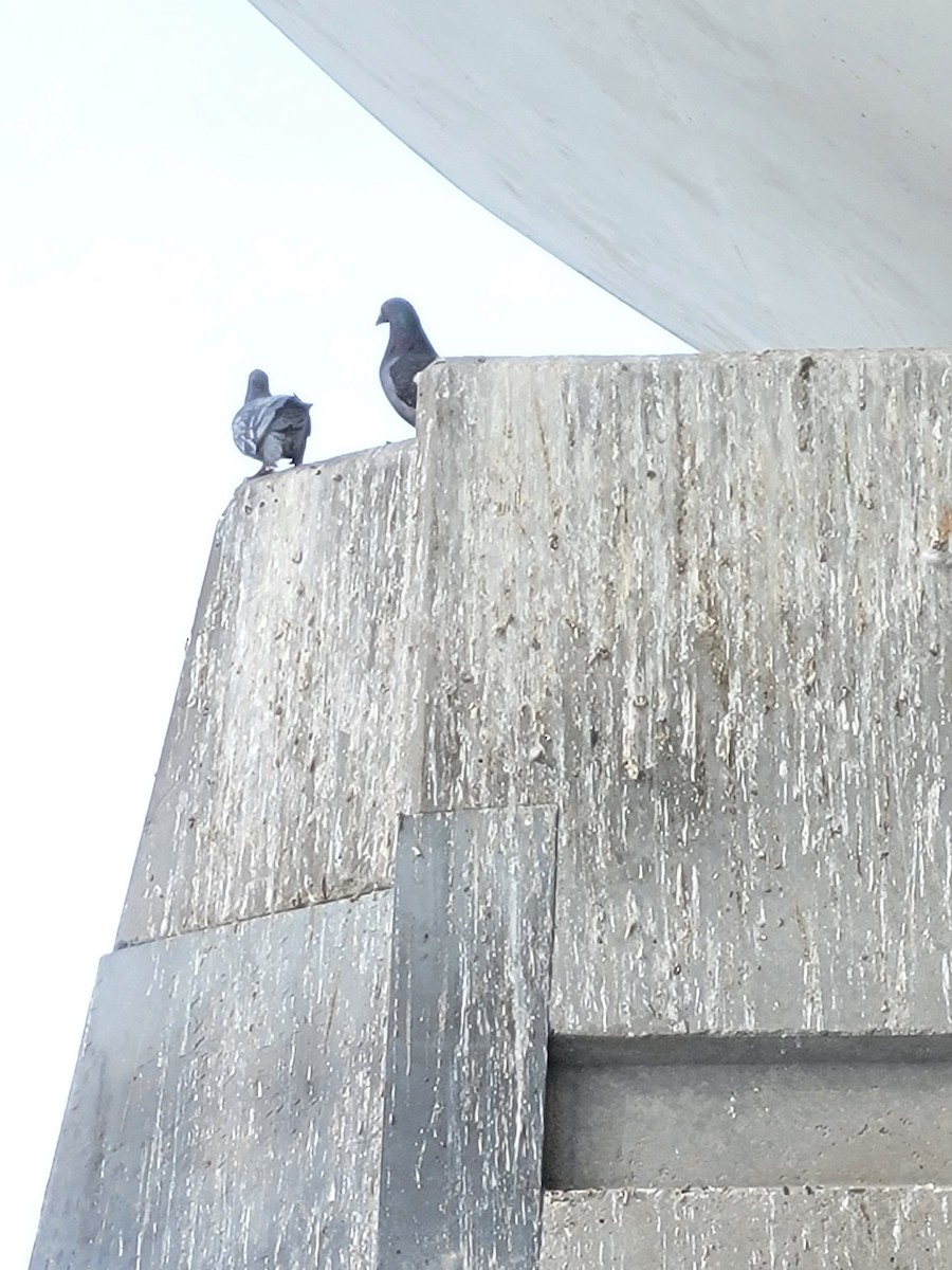 Rock Pigeon (Feral Pigeon) - ML543050001