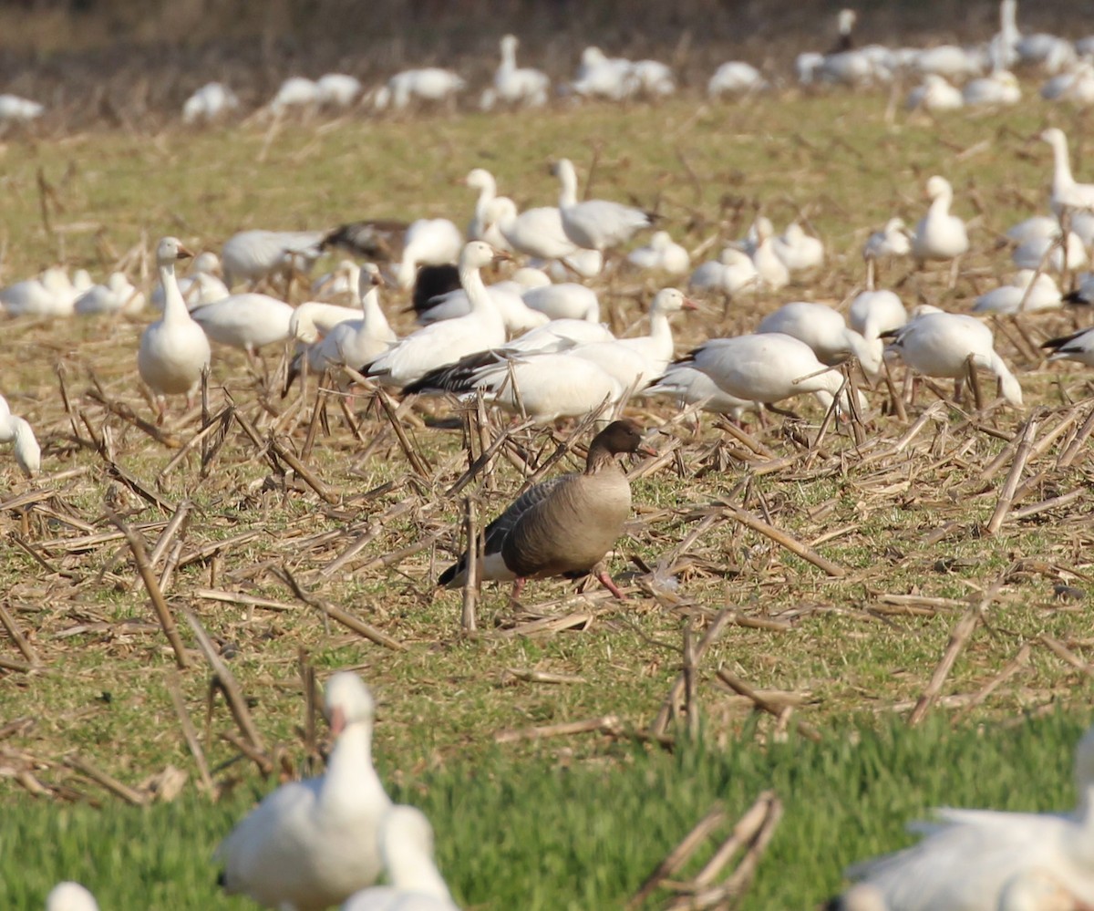 Pink-footed Goose - ML543051761